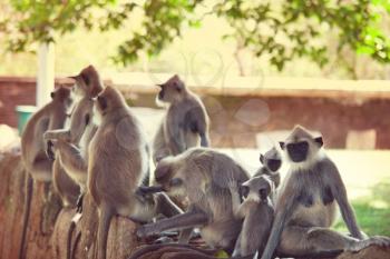 Monkeys in Anuradhapura, Sri Lanka