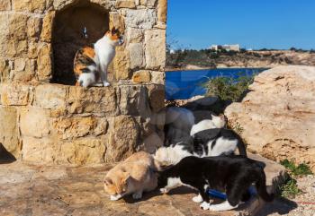 Cats in Cyprus