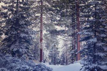 Scenic snow-covered forest in winter