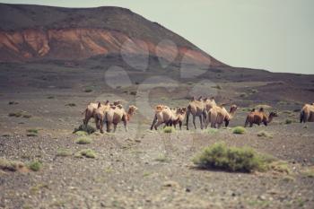 Camels in Mongolia