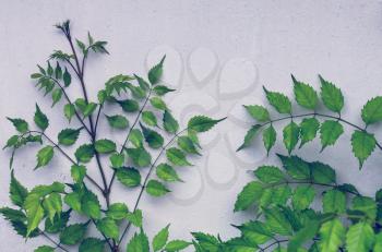 Green leaves on a wall