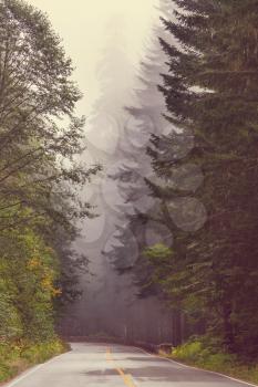 Magic misty forest in the morning