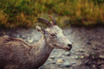 Rocky Mountain Big-Horned Sheep, Banff National Park in Autumn