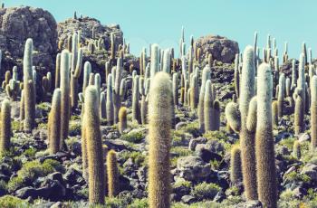 Cactuses on the Bolivian Altiplano