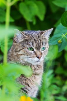 Cat in the green grass