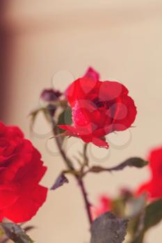 Red Rose, close up shot