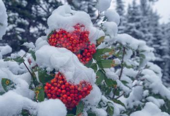 Red frozen rowan berries