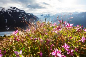 Mountain meadow in sunny day