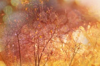 Sunny autumn meadow