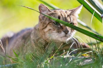 Close-up shot of the pretty tabby cat in the green grass.
