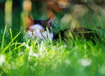 Close-up shot of the pretty tabby cat in the green grass.