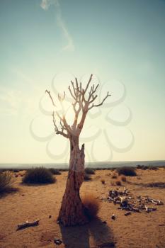 Quiver tree in african desert. Namibia, Africa