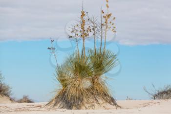 Soaptree yucca (Yucca elata) clinging to a dune at White Sands National Monument, New Mexic