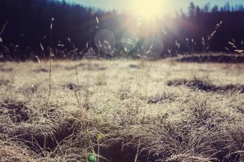 Close-up shot of the frozen grass in the winter morning in mountains.