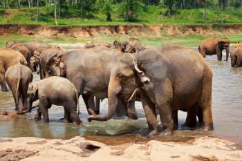 Elephants  on Sri Lanka