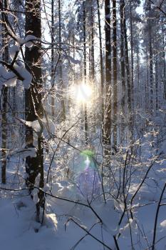 Solar sunset in snow covered winter wood