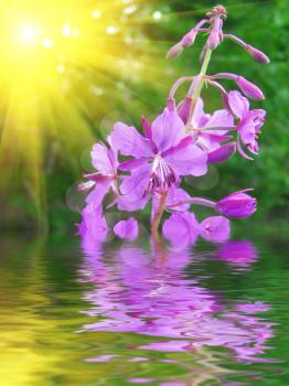 Lilac flower in water against a shining sun