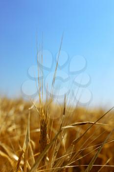 Wheaten field and blue sky