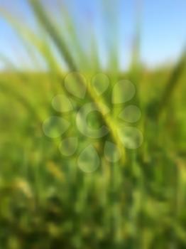 Blurred abstract summer background with green rye. Vector design