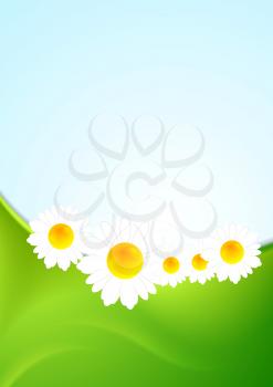 Summer background with green waves and camomiles. Vector design