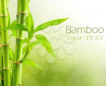 Royalty Free Photo of a Bamboo Plant