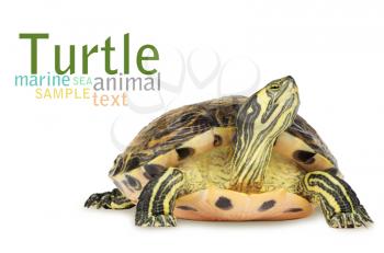 Royalty Free Photo of a Turtle