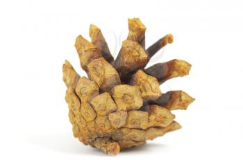 Royalty Free Photo of a Pine Cone