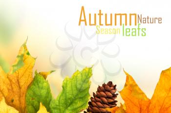 Royalty Free Photo of an Autumn Background