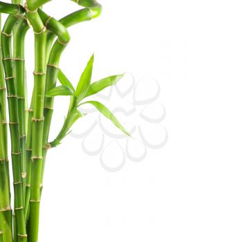 Royalty Free Photo of a Bamboo Plant