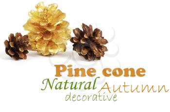 two pine cones and one golden cone over white background with shadow