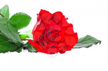 Red rose with leaves isolated on white