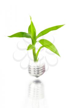 eco concept: light bulb with plant inside isolated on white