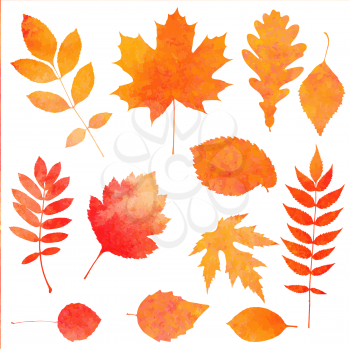 Watercolor collection of beautiful orange autumn leaves isolated on white background