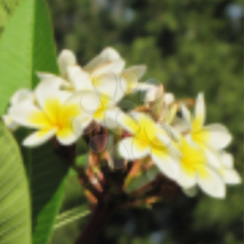 Blurred plumeria. Tropical flower.