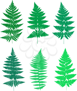 Set of fern frond silhouettes. Vector illustration