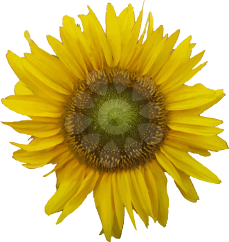 Sunflower. Vector illustration.