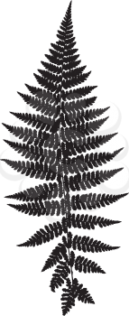 Fern leaf silhouette. Vector illustration