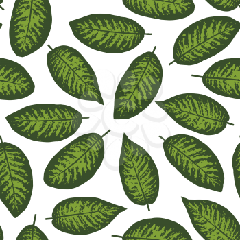 Dieffenbachia tropical leaf seamless pattern. Vector illustration