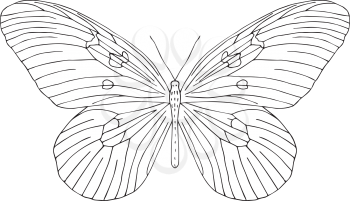 Hand drawn butterfly. Black and white vector illustration for coloring.
