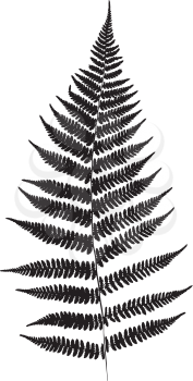 Fern leaf silhouette. Vector illustration