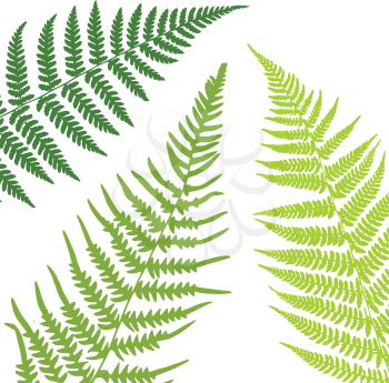 Fern leaf background. Tropical botanical card. Vector illustration
