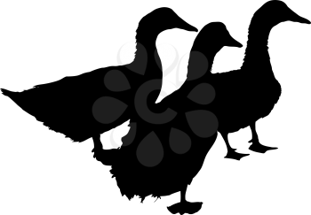 Royalty Free Clipart Image of Ducks