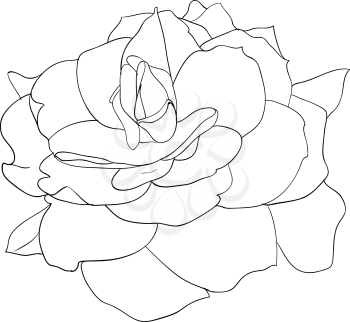 Royalty Free Clipart Image of a Rose