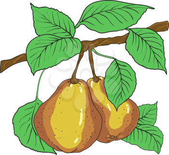 Royalty Free Clipart Image of Pears on a Branch