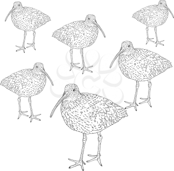Royalty Free Clipart Image of Eurasian Curlews
