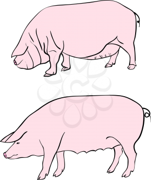 Royalty Free Clipart Image of Pigs