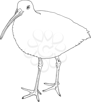 Royalty Free Clipart Image of a Curlew