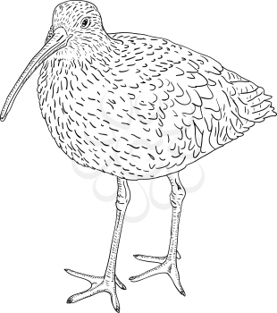 Royalty Free Clipart Image of a Curlew