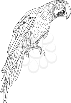 Royalty Free Clipart Image of a Macaw