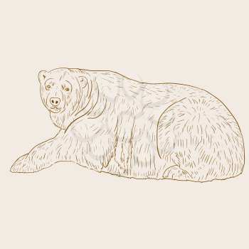 Royalty Free Clipart Image of a Polar Bear